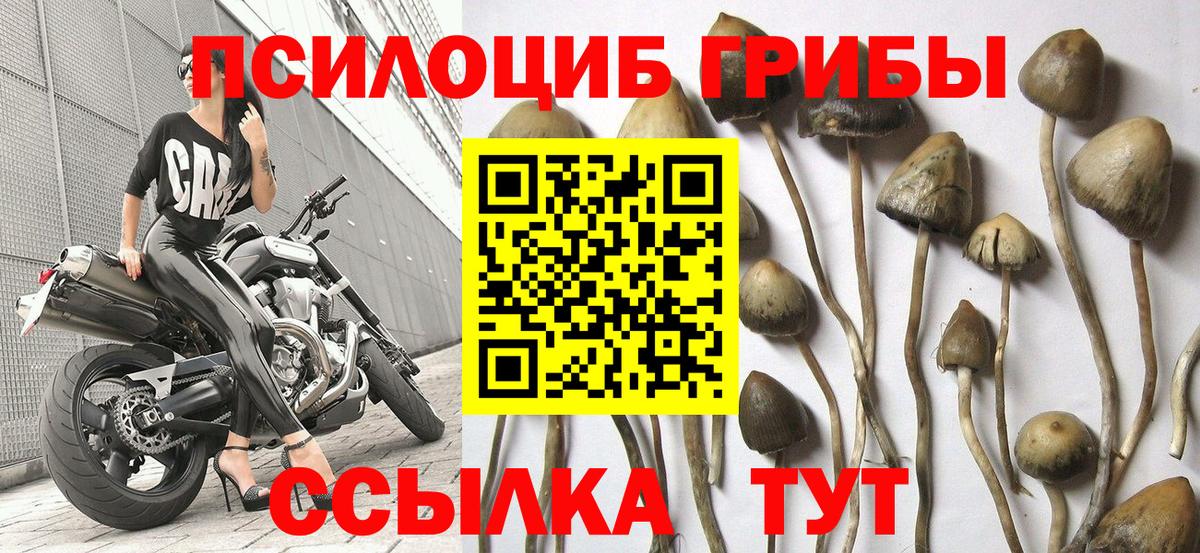 Галлюциногенные грибы Cubensis  Галлюциногенные грибы Magic Shrooms  наркота  Сальск  Вход с VPN 